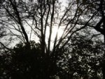 Baum