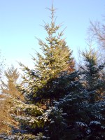 Baum